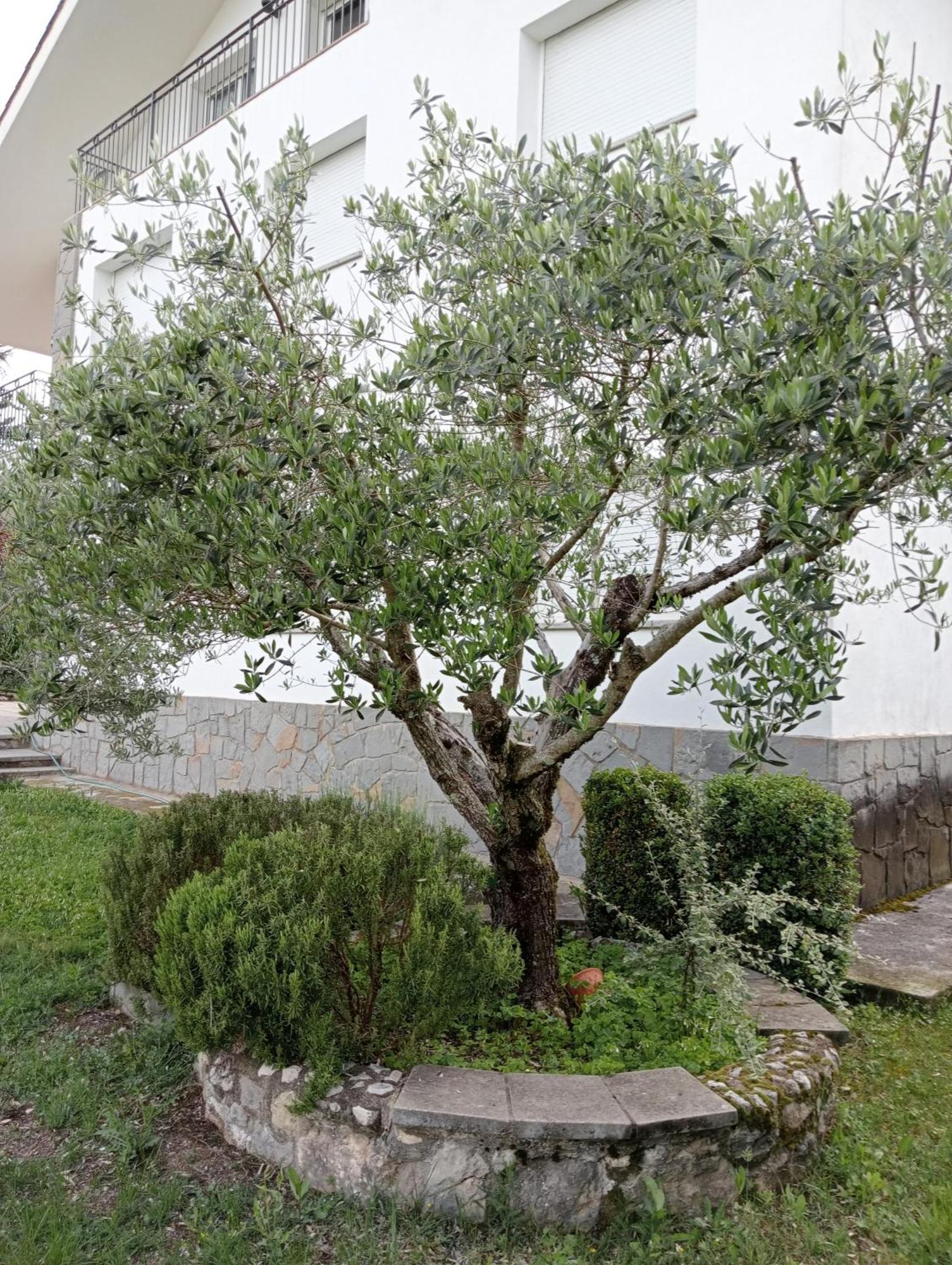 Apartamento-Casa Turistica L'Espigol San Lorenzo de Morunys Εξωτερικό φωτογραφία